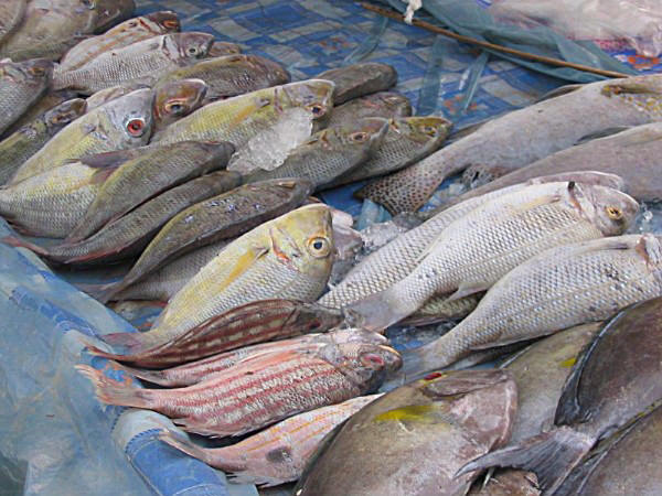 Frischer Fisch auf dem Bang Niang Market