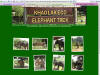 Eco Elephant Trekking Camp